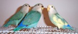 lovebird-babies-blueblue-pied