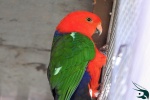 papousek_kralovsky_king_parrot29_12_2020_79