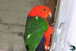 papousek_kralovsky_king_parrot29_12_2020_80