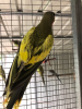 princess_parrot_mutations21_12_2020_15