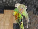 cencal-aviary-086