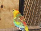 cencal-aviary-088