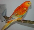 parrot_mutation21_2