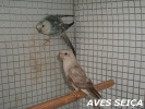 parrot_mutation253_2