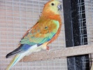 parrot_mutation277_2