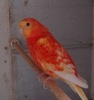 parrot_mutation47_2