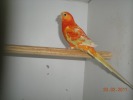 parrot_mutation49_2