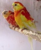 parrot_mutation72_2