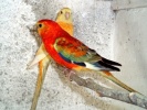 parrot_mutation75_2