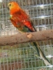 parrot_mutation81_2