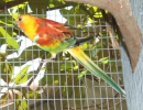 parrot_mutation83_2