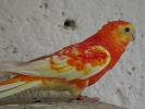 parrot_mutation92_2