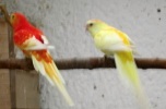 parrot_mutation95_2