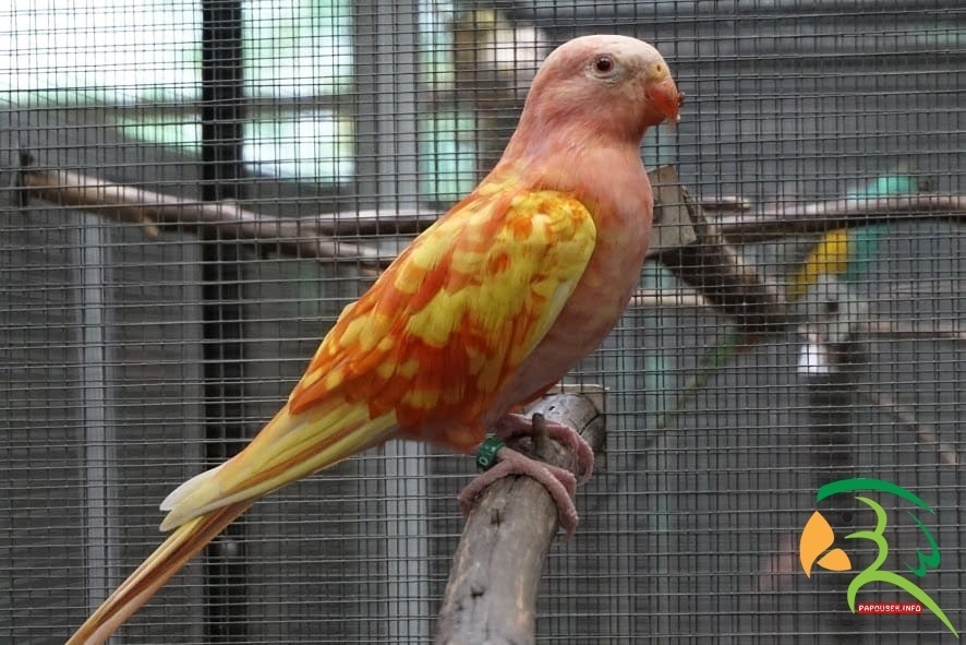 Papoušek alexandřin